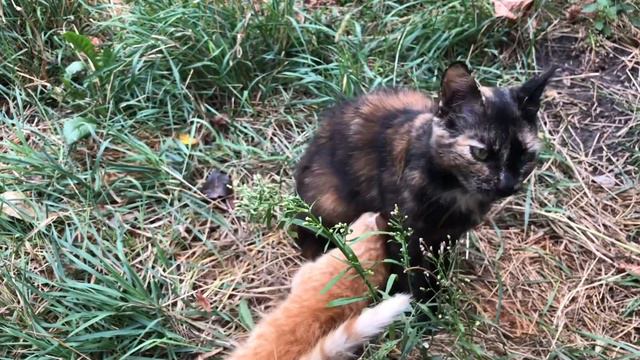 Кошачьи нежности. Мурчание котов  🐈