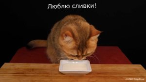 АСМР Котэ Дегустатор 2.0 ??? ASMR Cat Reviewing Different Food 2.0 ???