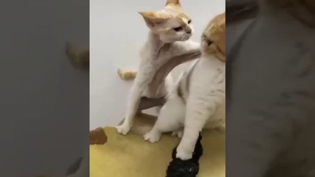 Видео,приколы,юмор,смех
