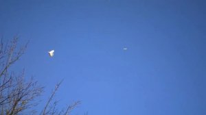 Бойные голуби КАЗАХСТАНА. Не повторимый стиль. КЗ.