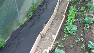 обзор цветной капусты, белокочанной и брокколи в двух теплицах 5 апреля 2021 года