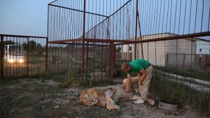 БОЛЬШАЯ   НОВОСТЬ !!!  Определился Вожак Всех Прайдов ! Им стал ...