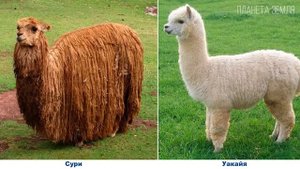 Альпака: Милый верблюд Южной Америки | Интересные факты про животных Планеты Земля | Альфа банк