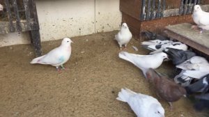 #Pigeons.Прикормка для голубей с имбирём и льняным маслом.