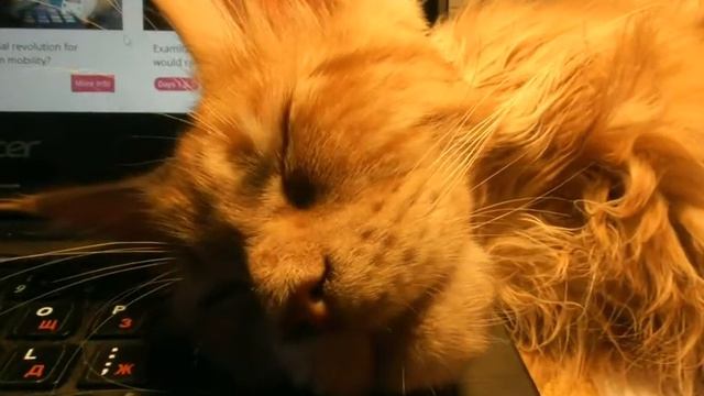 Коты наши верные помощники смотреть онлайн