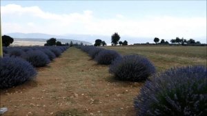 фильм о лавандовых полях