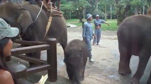 Bali, Ubud Elephant Safari Park.AVI