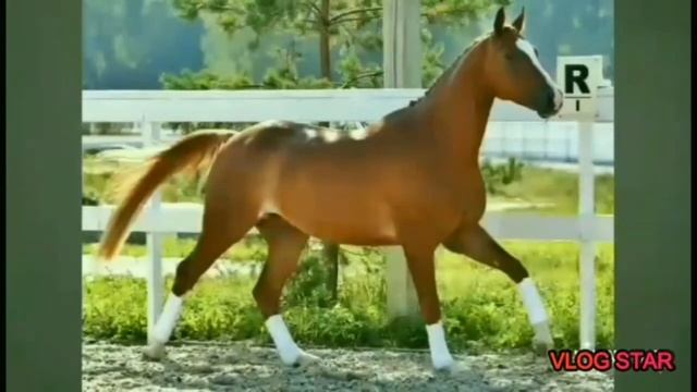 Топ 10 лучших пород лошадей для конкура.