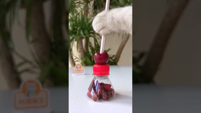 ?Easy To Make Refreshing Fruit Tea!?? | Three Flavors #catsofyoutube #tiktok