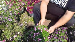 Вегетативная петуния, лучшие сорта -как выбрать