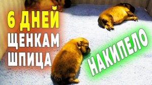 Щенкам шпица 6 дней. Сухие соски Бэллы. Недостатки коробки для родов. Шпиц Оливия нянчит щенят