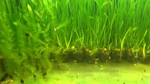 ФЕРМА ГУППИ МАЛЬКИ НА ФЕРМЕ КУПИЛ КРЕВЕТОК ЗАПУСК МАЛЬКОВ В 100 ЛИТРОВ