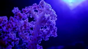 aquamarine coral Symphony