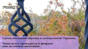 Когда Лучше ОБРЕЗАТЬ ДЕРЕВЬЯ - Осенью или В Конце Зимы - Когда Лучше Проводить Обрезку