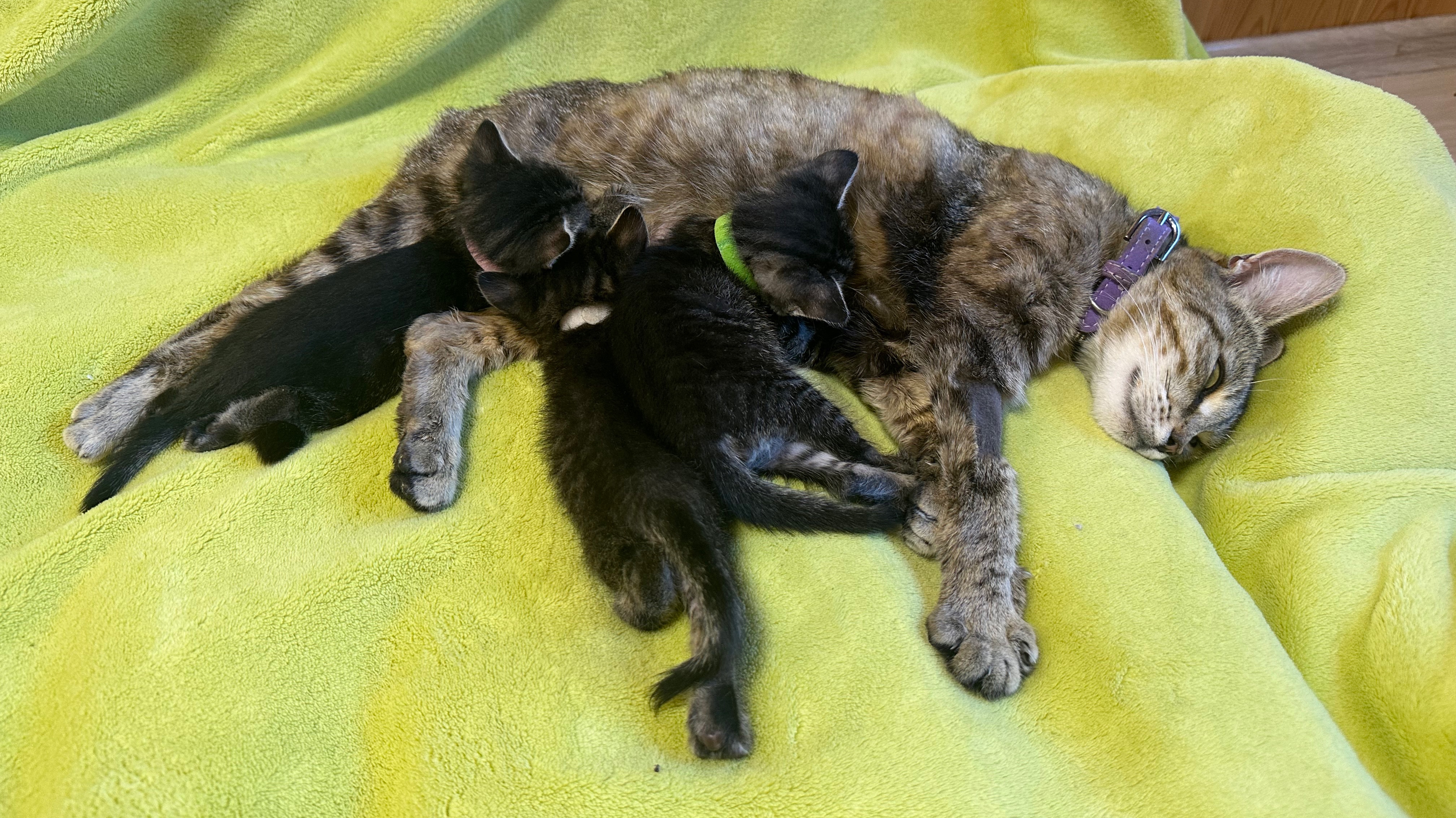 котята