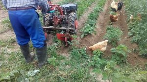 Окучивание картофеля мотоблоком с колесом.