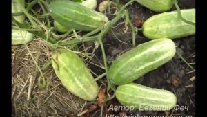Все об огурцах! От посадки до сбора семян
