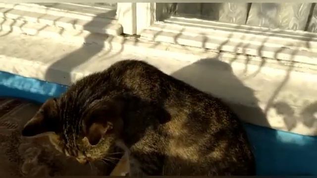 СОНЯ и АЛИСАМОМЕНТЫ Мамулины Красотули Отдыхают Хорошего Вечера Пятницы Друзья! 