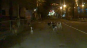 Севастополь - город псарня(((