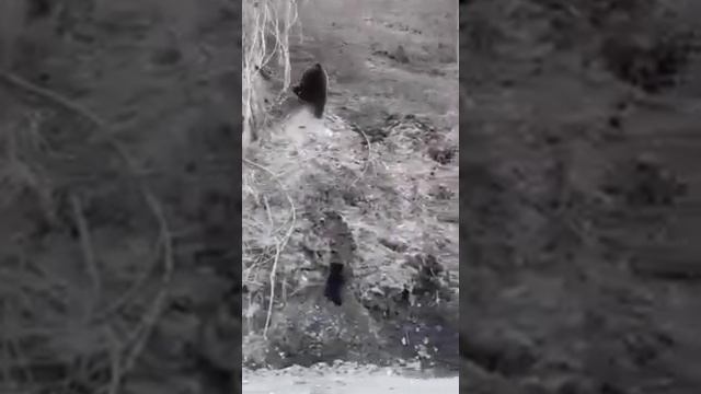 Медведица с тремя медвежатами гуляла по автодороге в Кузбассе смотреть онлайн