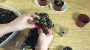 Бегонии: рассаживаем деток