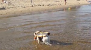 Приучение мопса к воде