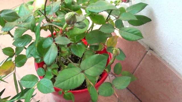 Мои цветы гвоздика и роза. My flowers carnation and rose смотреть онлайн