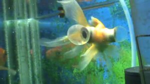 Аквариумная рыбка (телескоп).