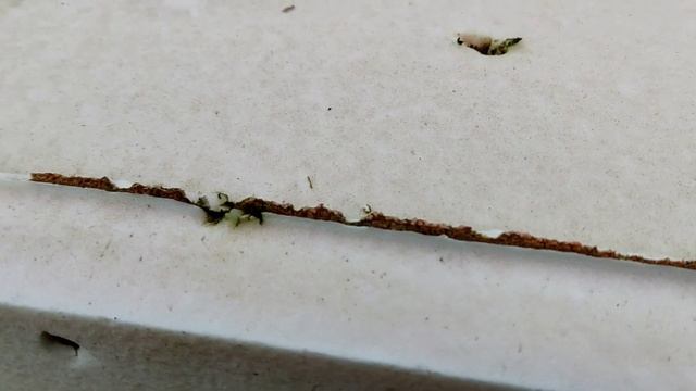 Пенопластовые ульи. Обзор. Пасека. Foam beehives. Review. Apiary смотреть онлайн