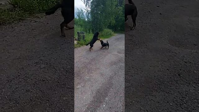 Агрессивный ротвейлер