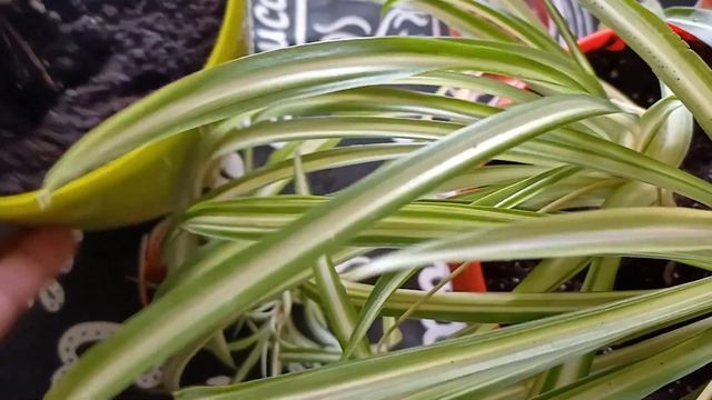 Комнатные растения. Хлорофитум хохлатый! Chlorophytum comosum ( Южная Африка) смотреть онлайн