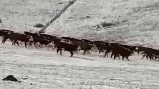 Бычки как бизнес. Казахская и Герефорды. Бычки на откорме.