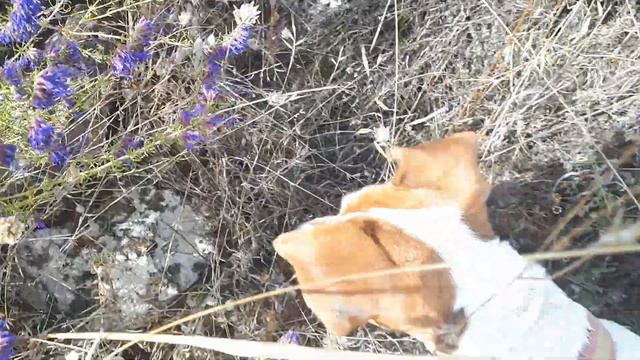 El Hisopo (Hyssopus officinalis) Naharros смотреть онлайн