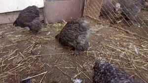 Характеристика кур кохинхин