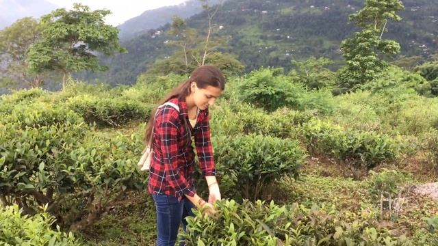 Vlog #48: Чайные плантации в Индии | Дарджилинг | Гангток | Darjeeling | Gangtok | India