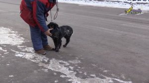 Агрессивный русский спаниель!
