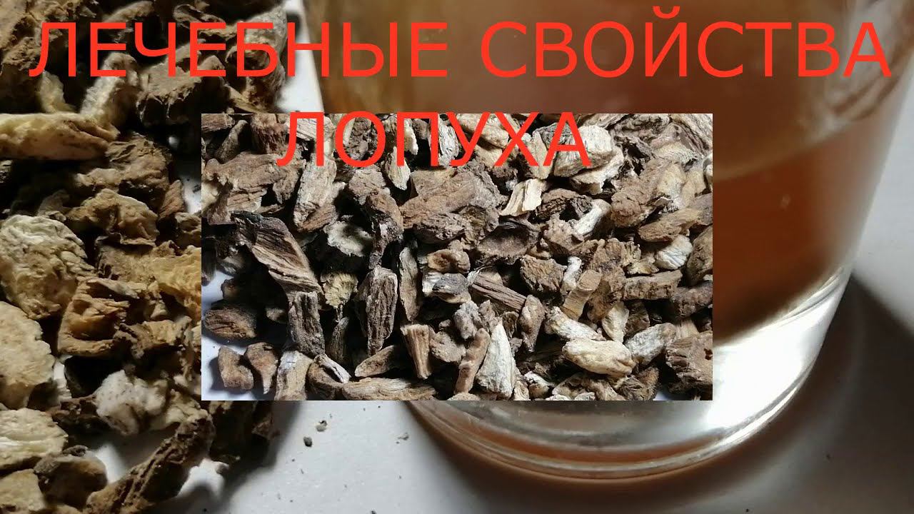 ЛЕЧЕБНЫЕ СВОЙСТВА ЛОПУХА