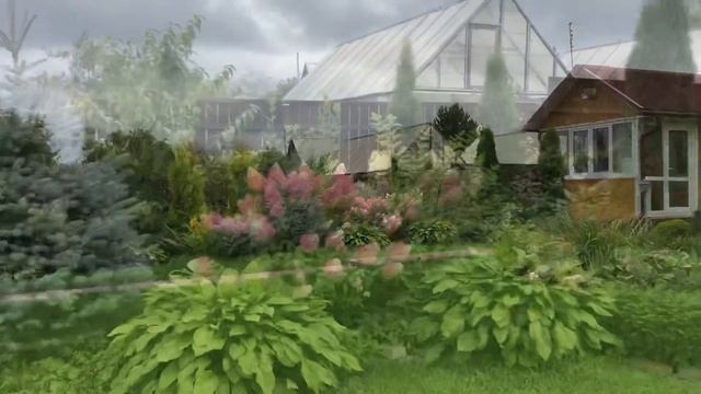 Гортензия Ванилла Фрейз. Hydrangea Vanilla Frase.10.09.2020