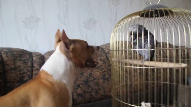 Стаффорд Риана и Жако. смотреть онлайн