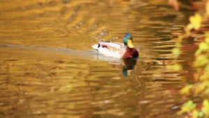 БАБЬЕ ЛЕТО 99