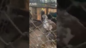 Выставка Голубеи в Германии 10.10.21