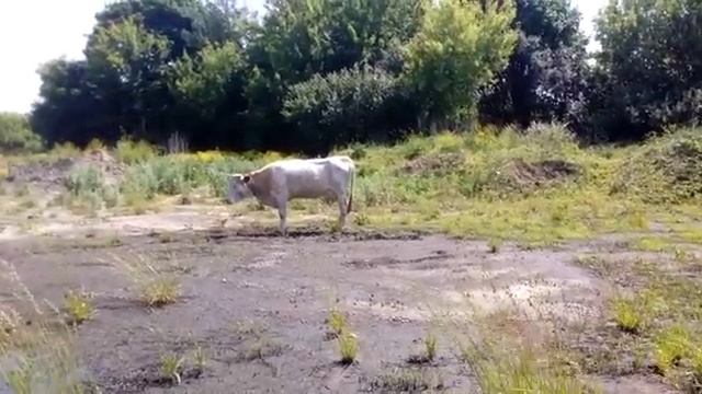 Корову на мясо терпение лопнуло