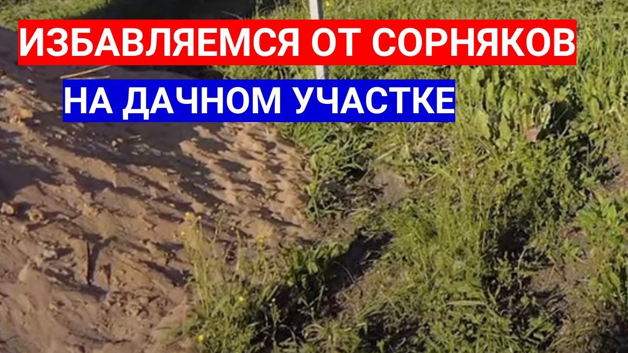 УЧАСТОК ПОД ДАЧУ ЗАРОС СОРНЯКАМИ - КАК БЫСТРО ИЗБАВИТЬСЯ ОТ СОРНЯКОВ