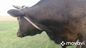 ПРИЗНАКИ ОХОТЫ У КОРОВЫ! ОСЕМЕНЕНИЕ КОРОВЫ БЫКОМ! ПОКРЫТИЕ КОРОВЫ! УРААА ПОСЛЕДНЯЯ ТЁЛКА ОТГУЛЯЛА!