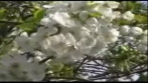 ПЛАКУЧА ГИТАРА