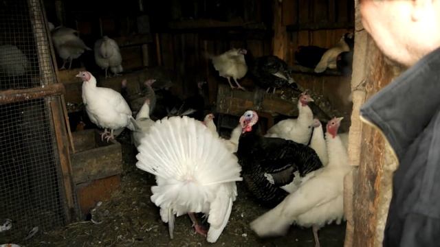 Выбор барана. смотреть онлайн