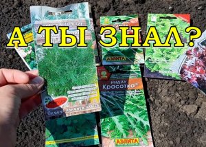 А ВЫ ЗНАЕТЕ, что это можно посадить в АВГУСТЕ????
