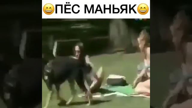 Пес маньяк