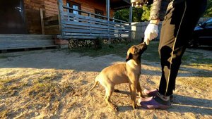 щенок малинуа 2,5 месяца первое занятие/ malinois puppy belgian shepherd