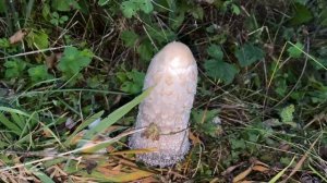 Coprinus comatus (Наво́зник бе́лый), October 1, 2021